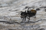 Ant Mimicking Spider