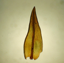 Orthotrichum cupulatum