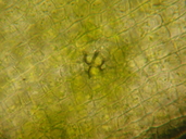 Orthotrichum cupulatum