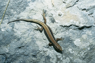 Horvath's Rock Lizard