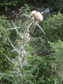 Cirsium hookerianum