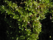 Crumia latifolia