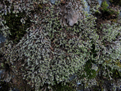Hedwigia stellata