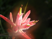 Castilleja stenophylla
