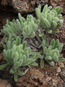 Tetramolopium humile ssp. humile var. humile