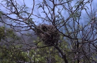 Ground Finch Nest