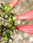Lamourouxia longiflora var. hyssopifolia