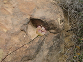 Calochortus fimbriatus