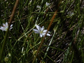 Stellaria longipes