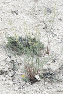 Astragalus atratus