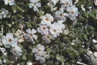 Phlox griseola ssp. tumulosa