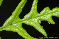 Pentagramma triangularis ssp. viscosa