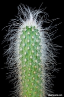 Echinocereus longisetus ssp. delaetii
