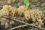 Green-staining Coral Mushroom