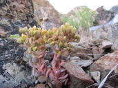 Sedum obtusatum ssp. retusum