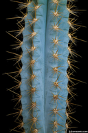 Pilosocereus pachycladus