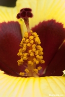 Hibiscus taiwanensis