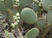 Opuntia leucotricha