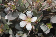 Geranium cuneatum ssp. hololeucum