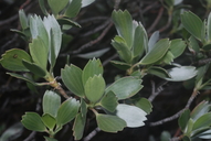Geranium cuneatum ssp. tridens