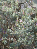 Dalea bicolor var. bicolor