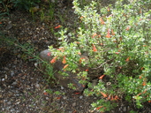 Poliomintha longiflora