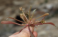 Claytonia parviflora ssp. utahensis