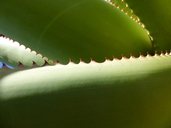 Aloe rupestris