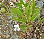 Viola primulifolia ssp. occidentalis