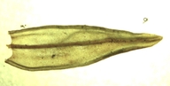 Orthotrichum pylaisii