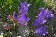 Edraianthus graminifolia
