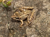 Mantidactylus brevipalmatus