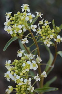 Lepidium jaredii ssp. album