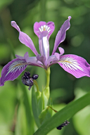 Slender-tube Iris