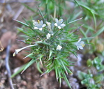Navarretia intertexta ssp. intertexta