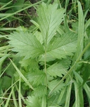Potentilla glandulosa ssp. hansenii