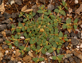 Chamaesyce ocellata ssp. ocellata