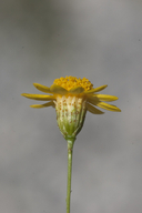Thymophylla pentachaeta var. belenidium