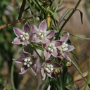 Sarcostemma cynanchoides ssp. hartwegii