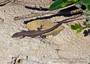 Andalusian Wall Lizard