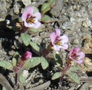 Mimulus jepsonii