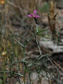 Stephanomeria spinosa