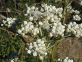 Gnaphalium californicum
