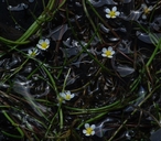 Ranunculus aquatilis var. capillaceus