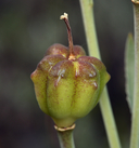 Fritillaria pluriflora