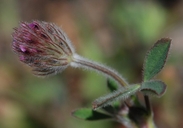 Trifolium albopurpureum var. albopurpureum