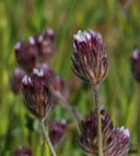 Trifolium albopurpureum var. dichotomum