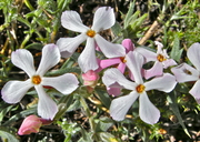 Phlox stansburyi ssp. stansburyi