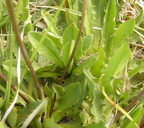 Crepis runcinata