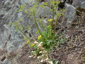 Lomatium hallii